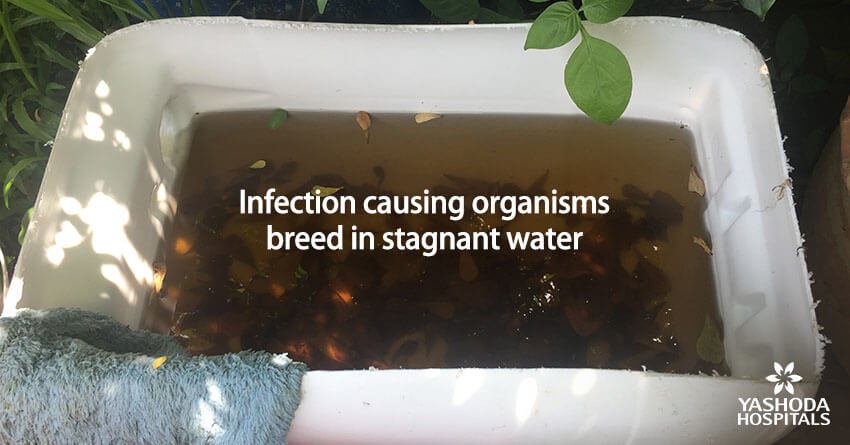 Infection causing organisms breed in stagnant water