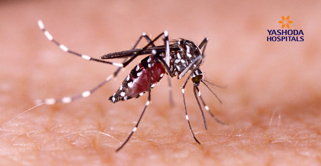 Vector Borne diseases Dengue