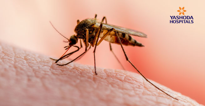Vector Borne diseases Malaria