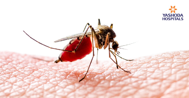 Dangerous dengue infected mosquito