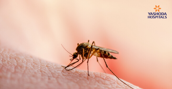 Dangerous malaria infected mosquito